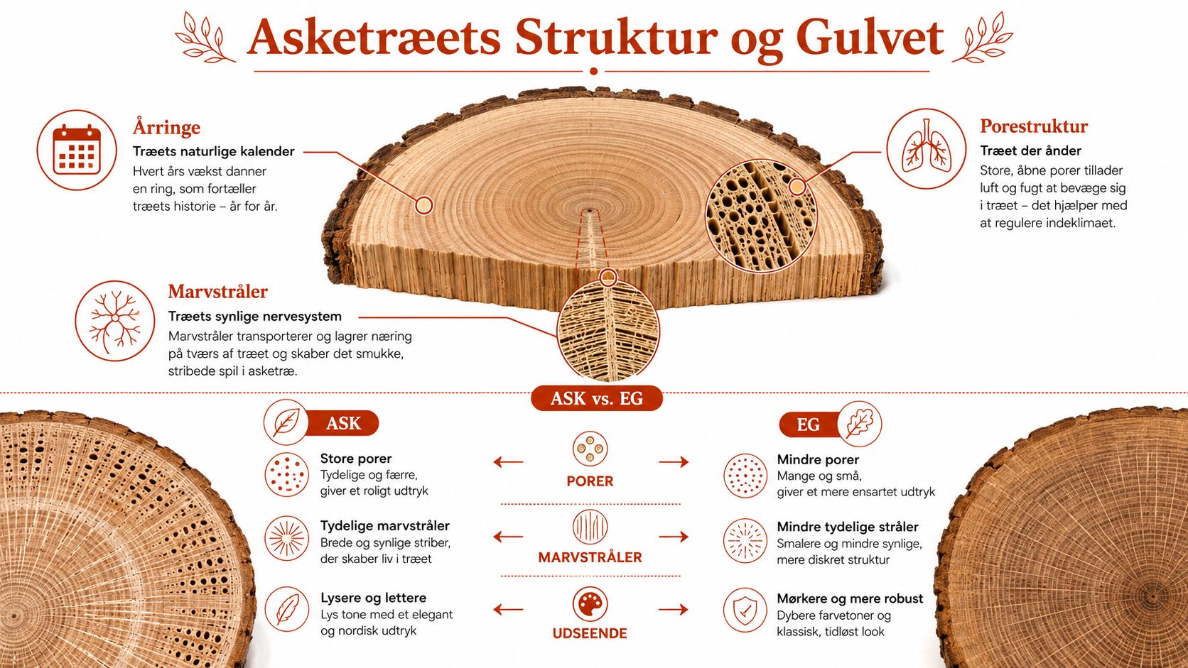 En grafisk illustration, der forklarer asketræets struktur, porer, marvstråler og sammenligner træet med egetræ for gulvbelægning.